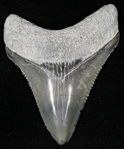 Bluish Gray  Bone Valley Megalodon Tooth #22169